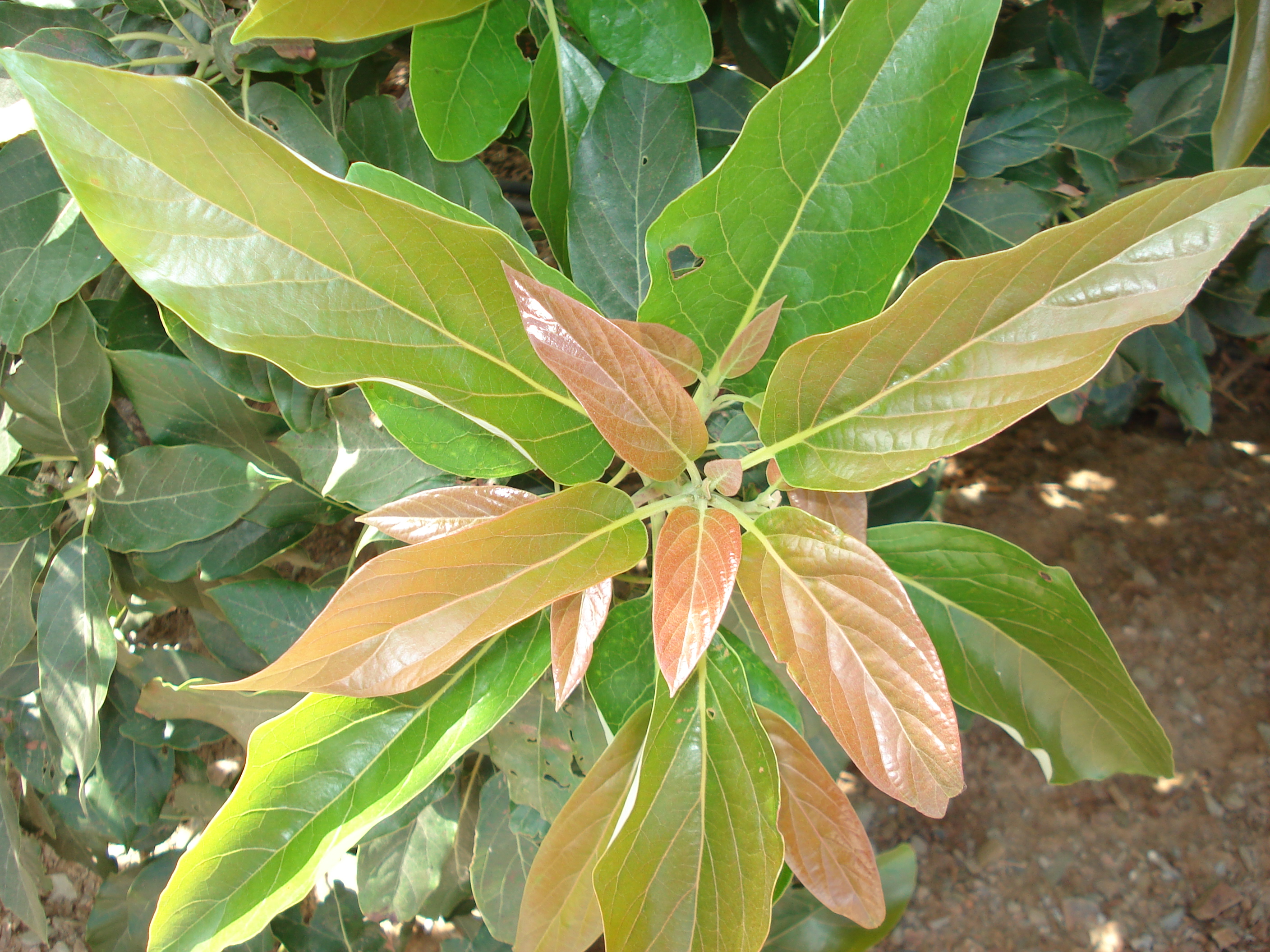 Frutales Subtropicales