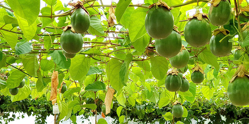 Frutales Subtropicales