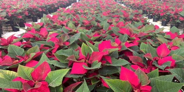 Equipo Cultitecno en campo